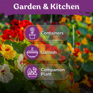 Mix Jewel Nasturtium Seeds – kviterseeds.com – photo 5