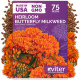 Orange Butterfly Weed Seeds – kviterseeds.com