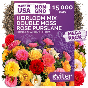 Double Moss Rose Purslane Seeds – kviterseeds.com