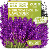 English Lavender Seeds – kviterseeds.com