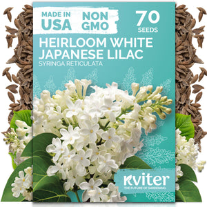 White Japanese Lilac Seeds – kviterseeds.com