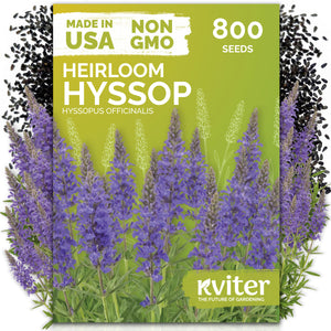 Hyssop Seeds – kviterseeds.com