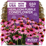Purple Coneflower Seeds – kviterseeds.com