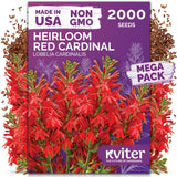 Red Cardinal Flower Seeds – kviterseeds.com